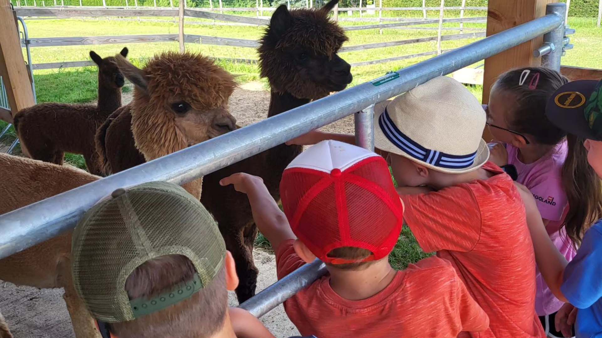 Das Bild zeigt eine lebendige und fröhliche Kindergeburtstagsfeier bei den Uhudlerland Alpakas.